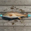 Toadfish Roll-Up Fish Ruler
