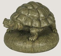 ASC Small Box Turtle