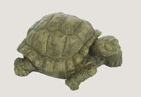 ASC Jr. Medium Box Turtle