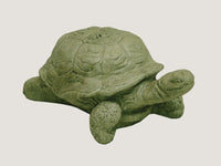 ASC Medium Box Turtle