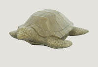 ASC Large Sea Turtle