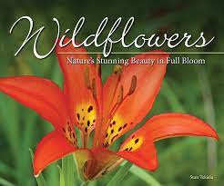 Wildflower's  Nature's Stunning Beauty In Full Bloom
