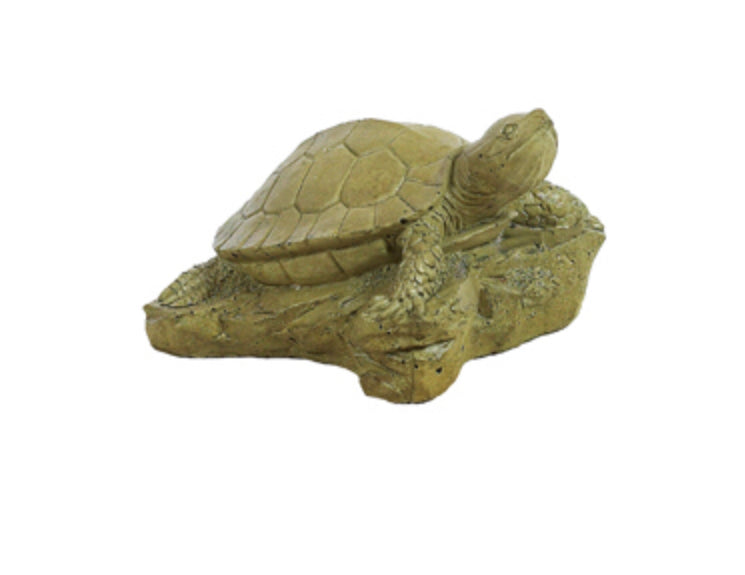 ASC Turtle On Rock