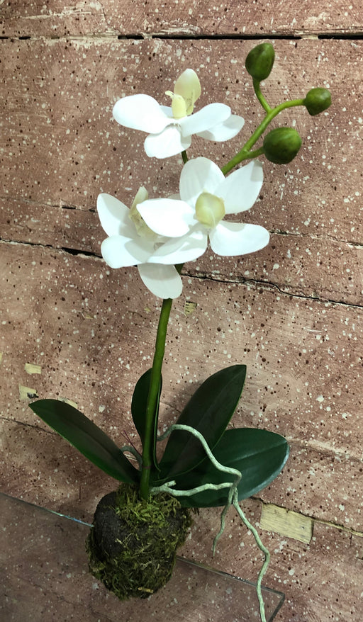 Napa Orchid Drop In