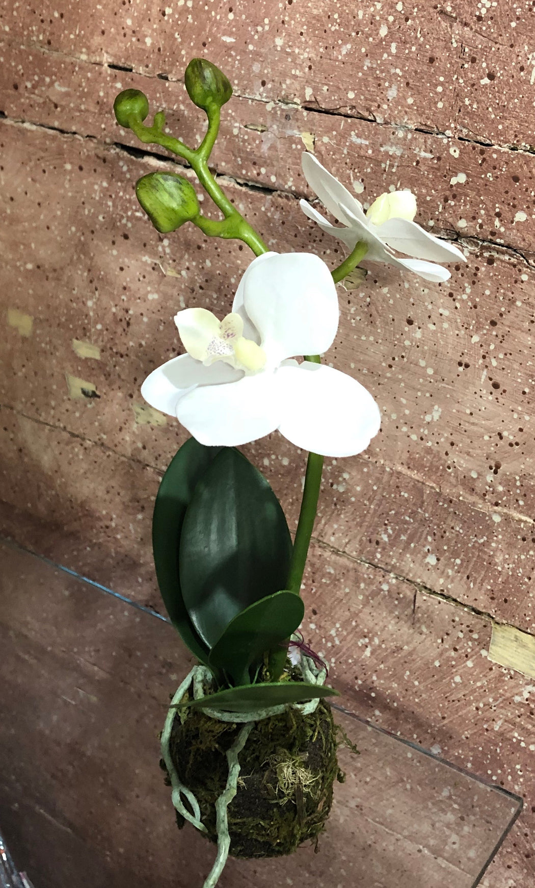 Napa Orchid Drop In